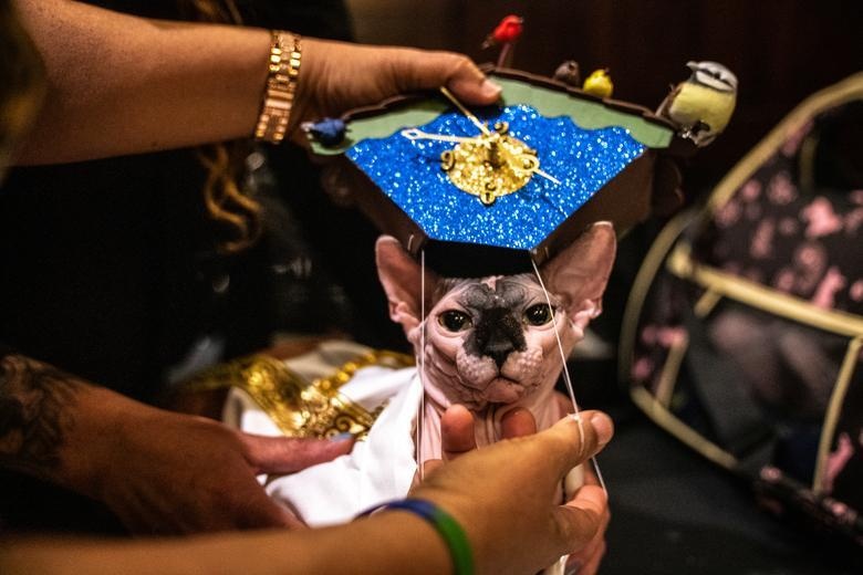 show dien thoi trang cho meo anh 5