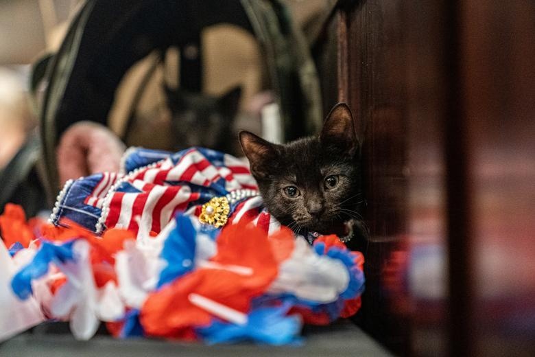 show dien thoi trang cho meo anh 9