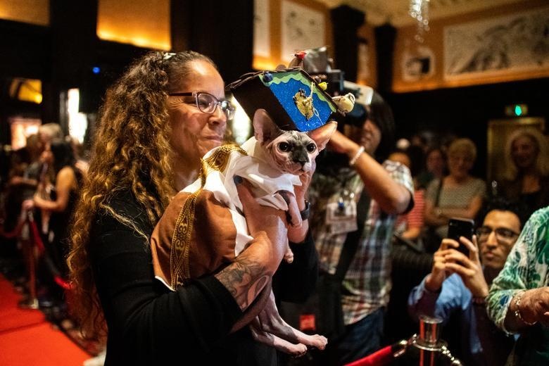 show dien thoi trang cho meo anh 12