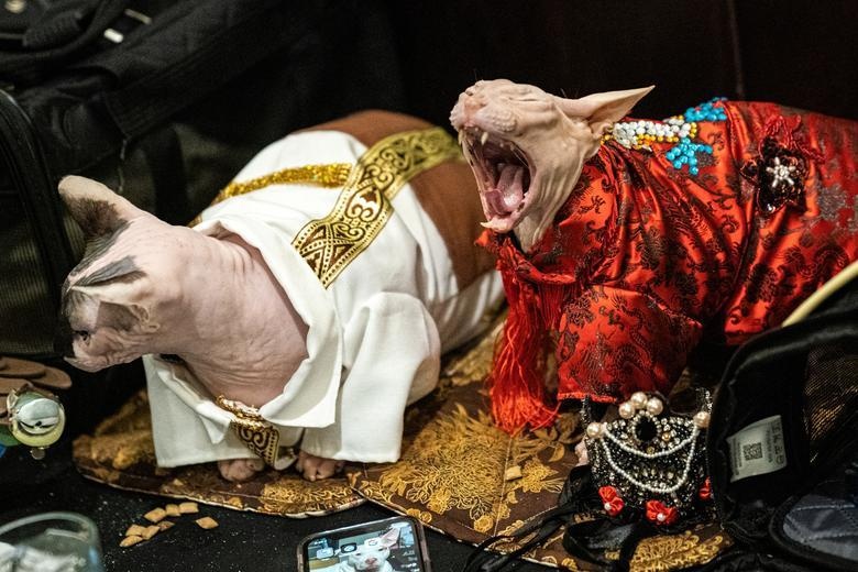 show dien thoi trang cho meo anh 4