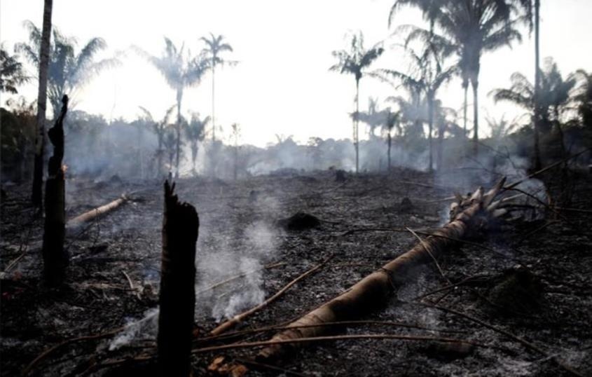 chay rung Amazon anh 3