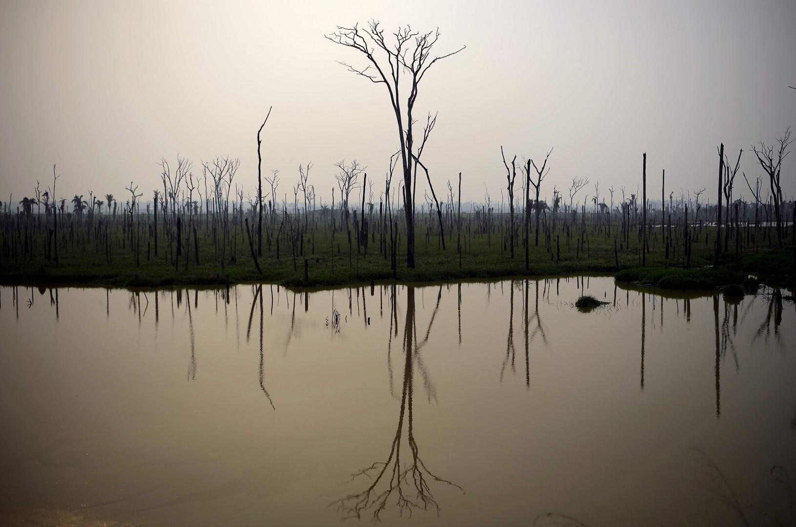 chay rung Amazon anh 13