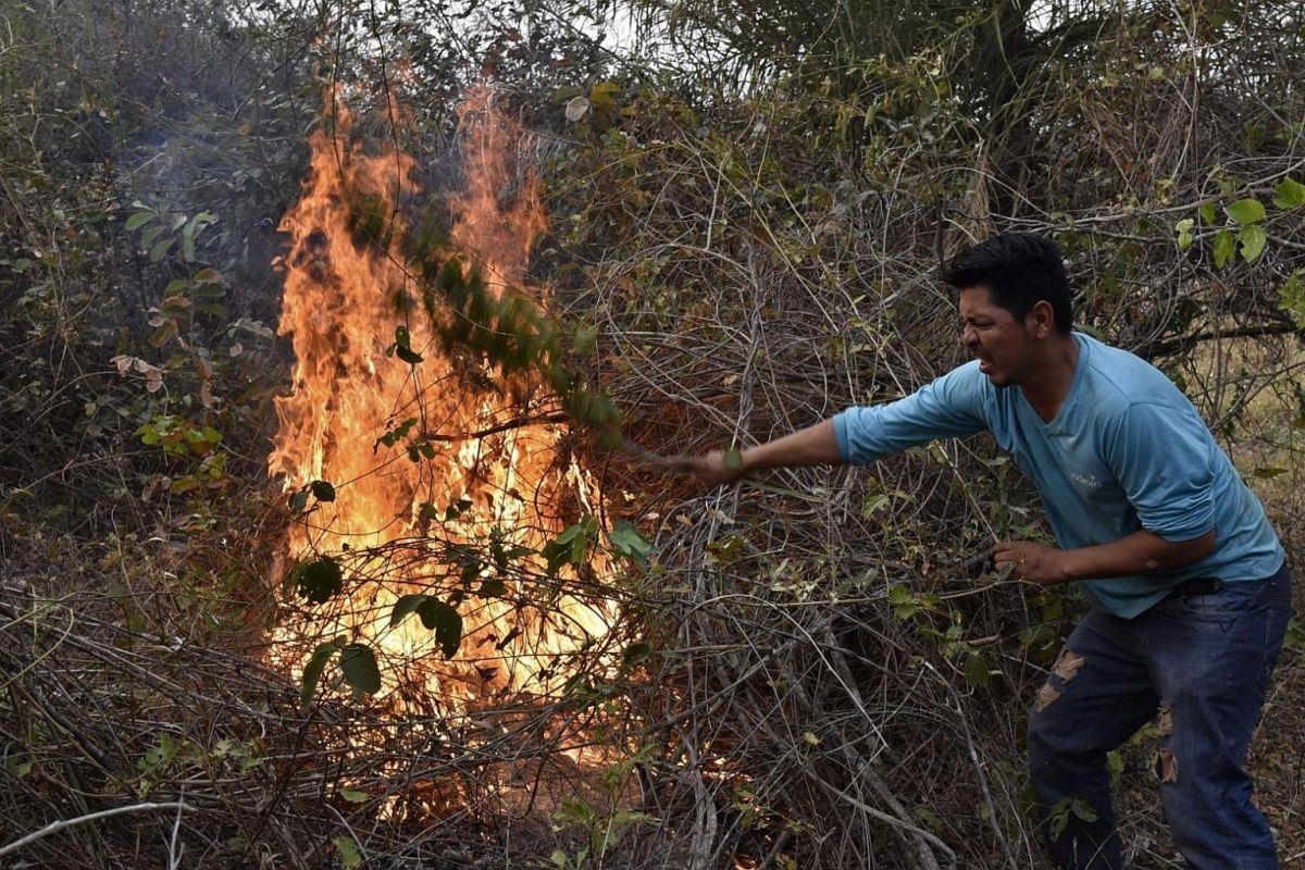 chay rung Amazon anh 8