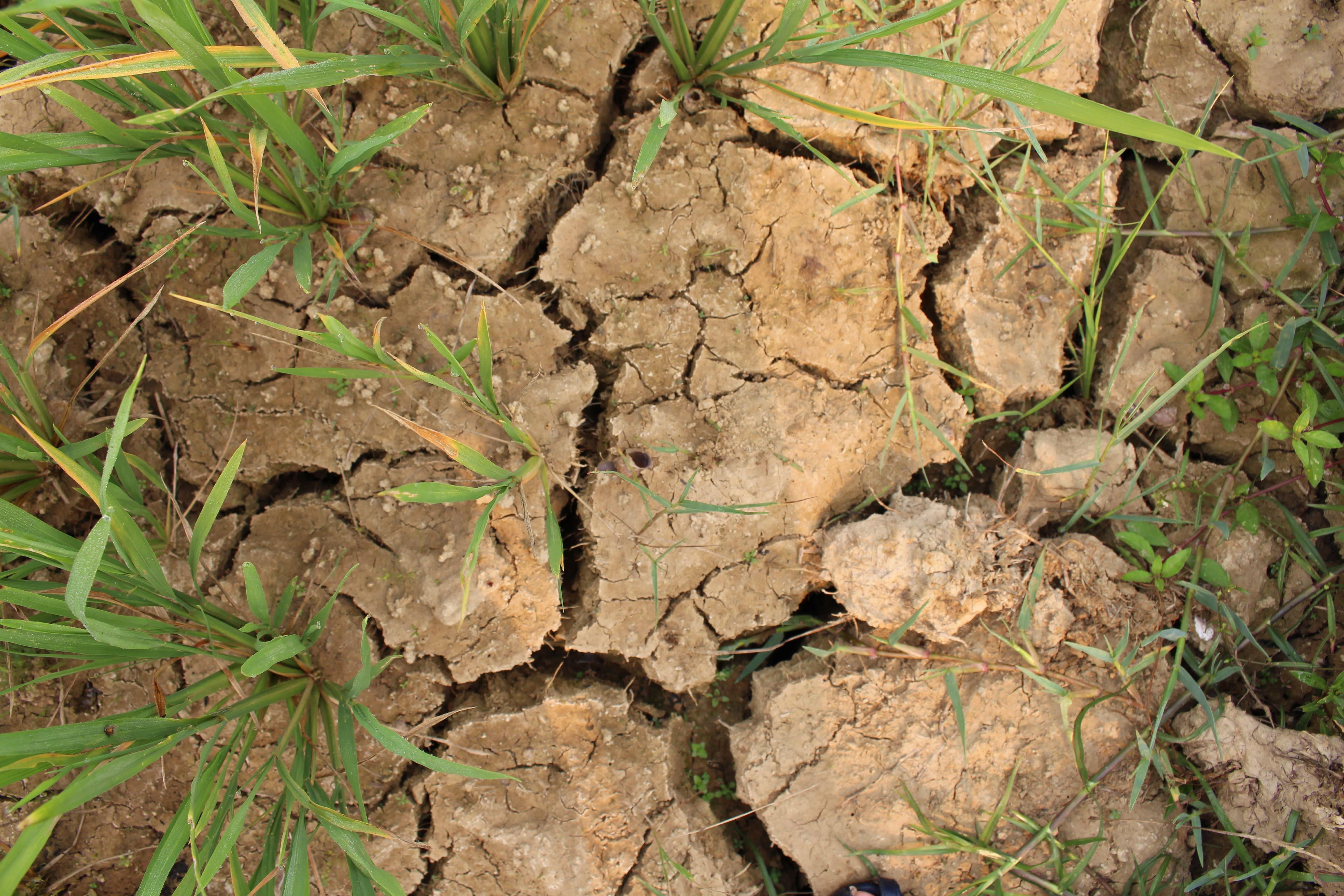 Khong cho toi het the ky, bien doi khi hau da ‘go cua’ o Tay Bac hinh anh