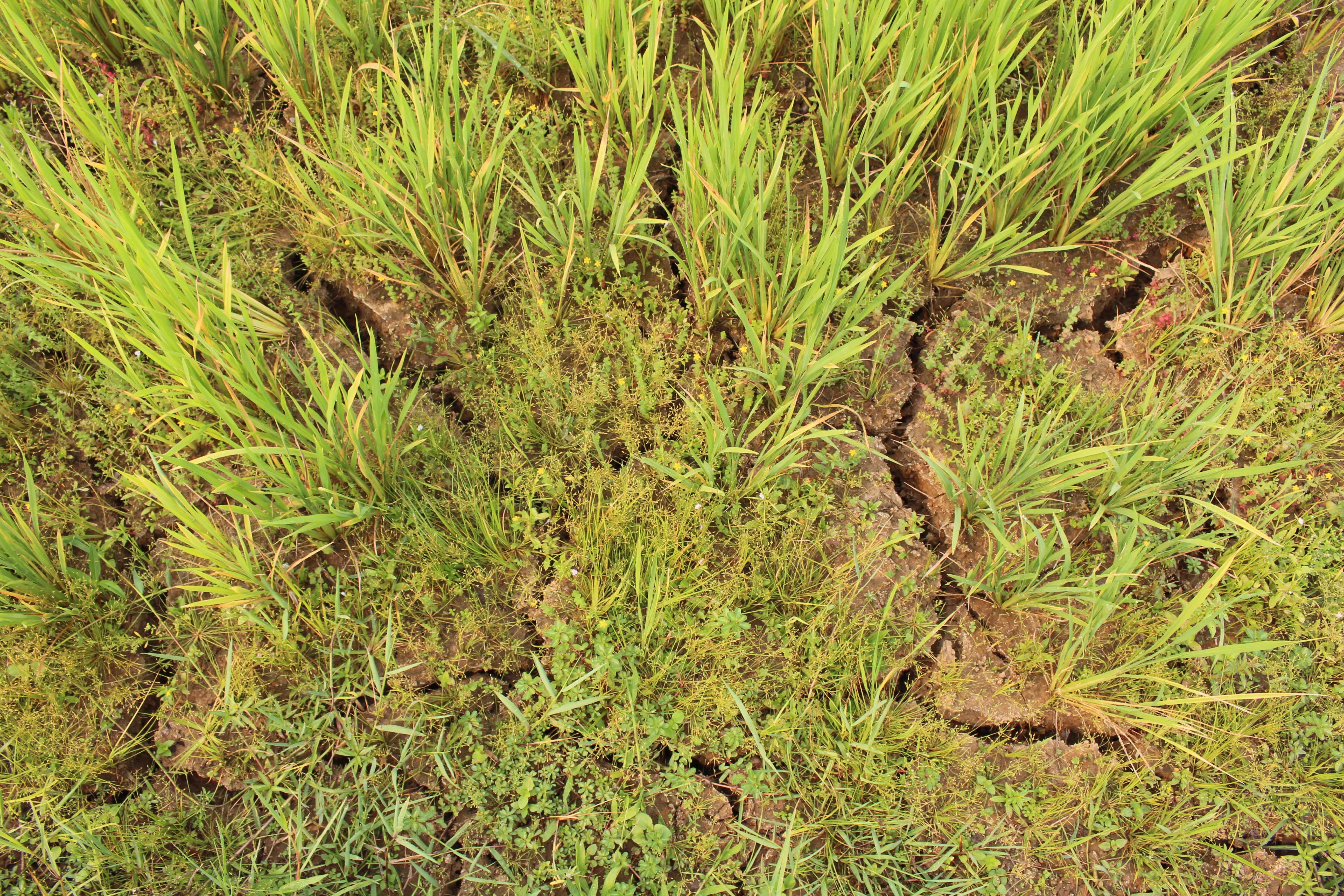 bien doi khi hau o viet nam anh 8