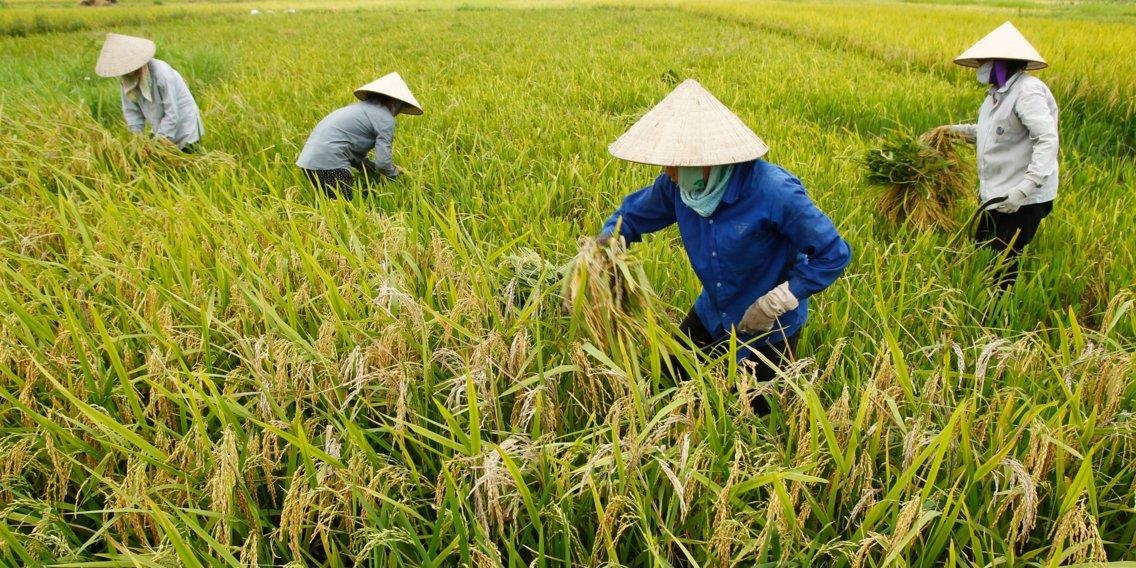 biến đổi khí hậu ở việt nam ảnh 9 bien doi khi hau o viet nam anh 9