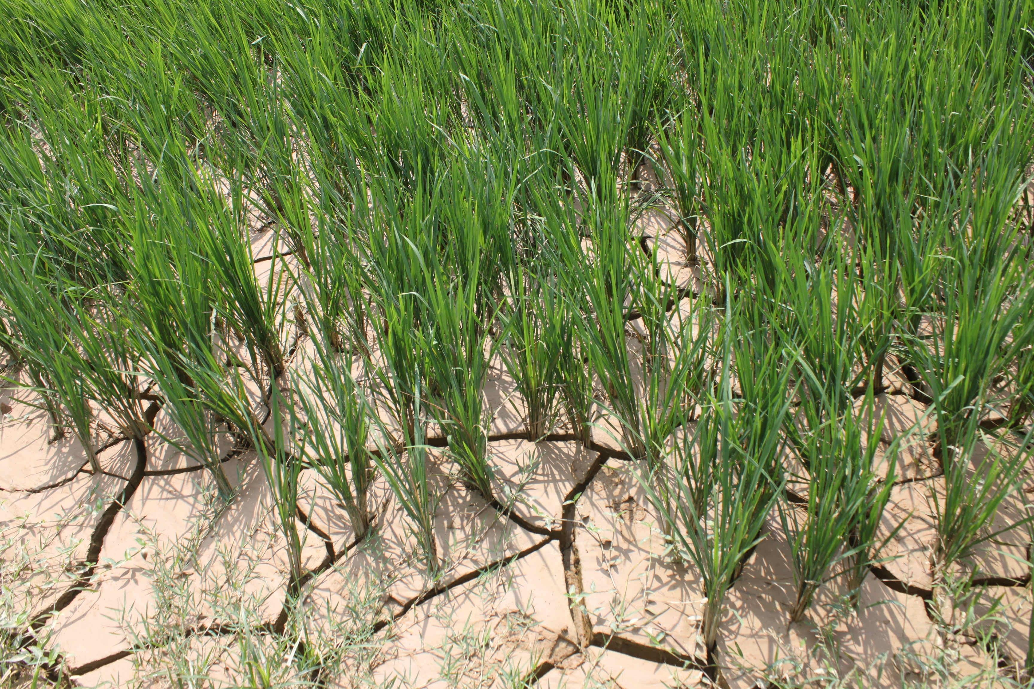 bien doi khi hau o viet nam anh 3