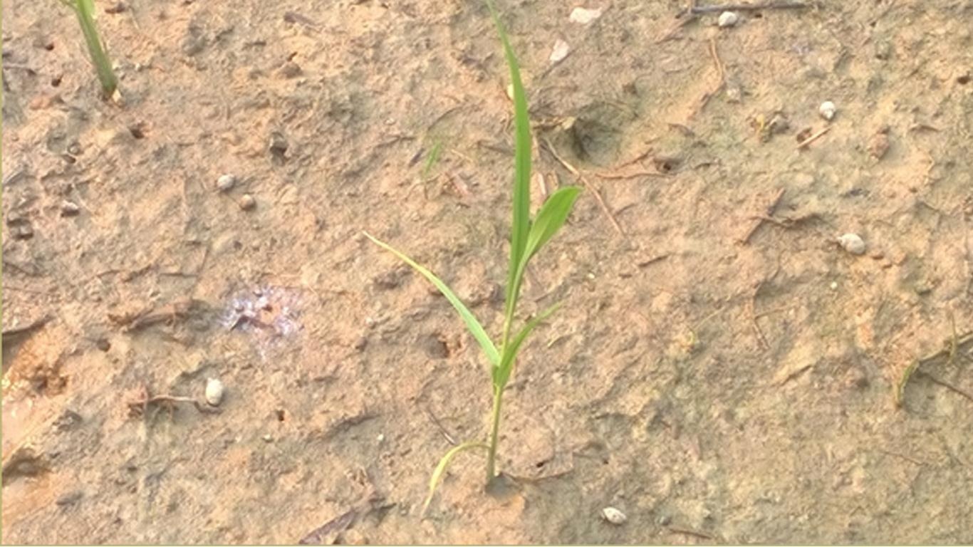 biến đổi khí hậu ở việt nam ảnh 2 bien doi khi hau o viet nam anh 2