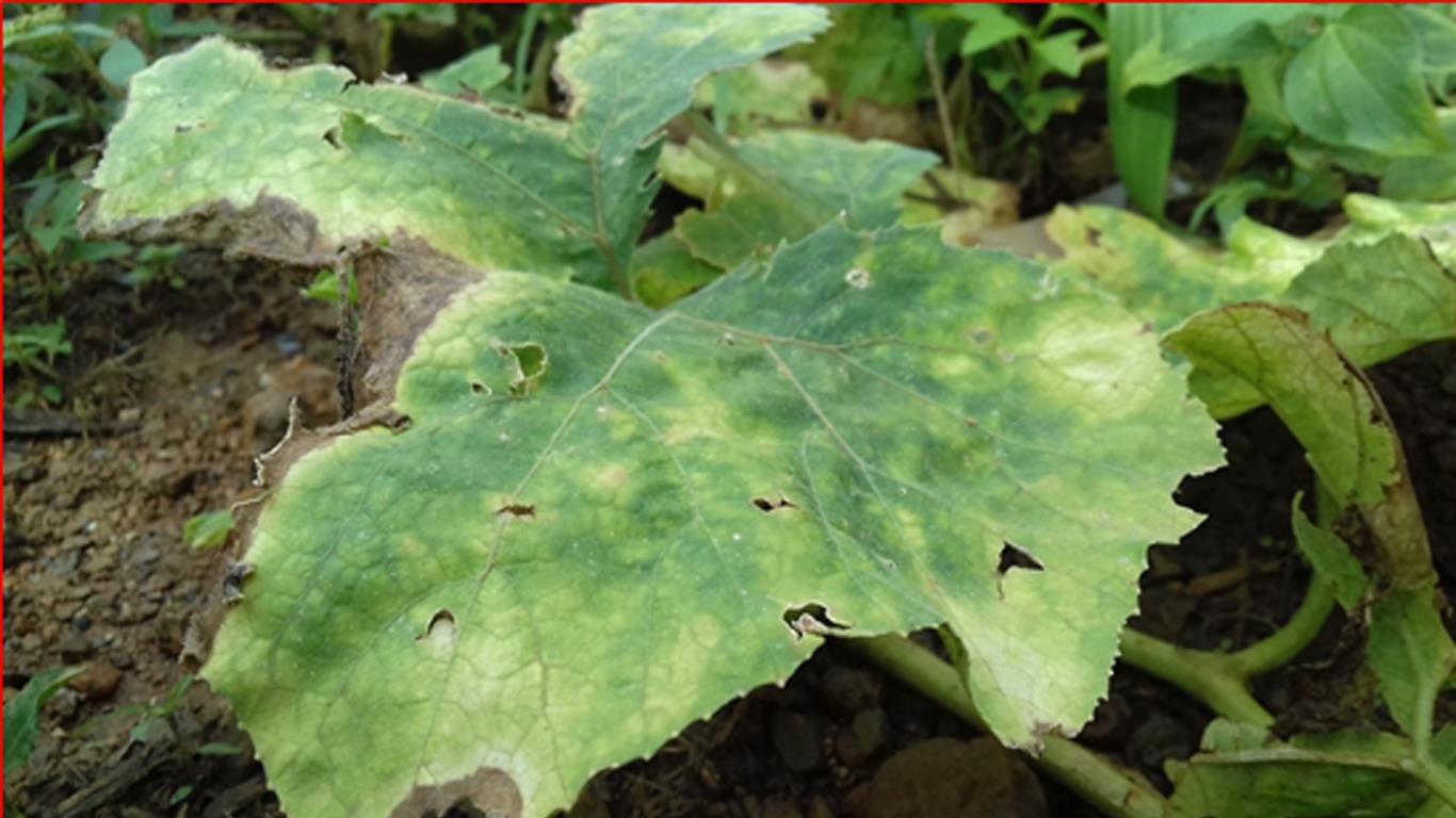 biến đổi khí hậu ở việt nam ảnh 6 bien doi khi hau o viet nam anh 6