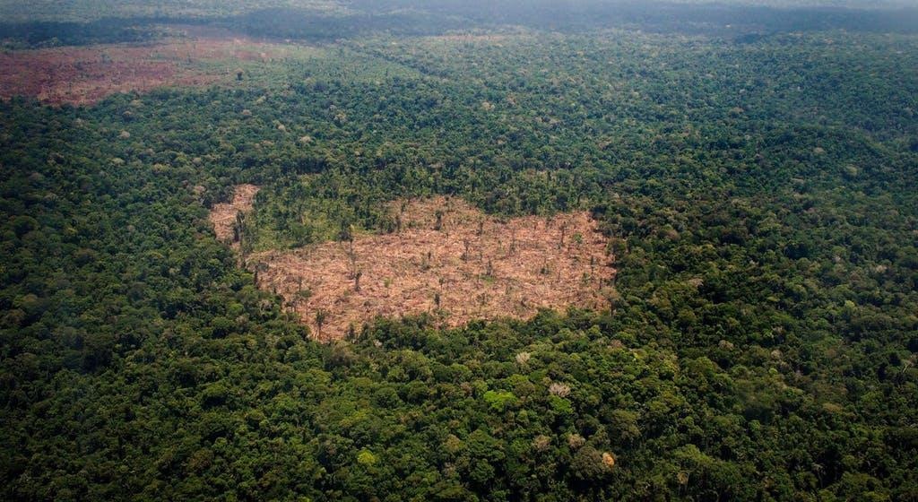 nguoi ban xu bao ve rung Amazon anh 2