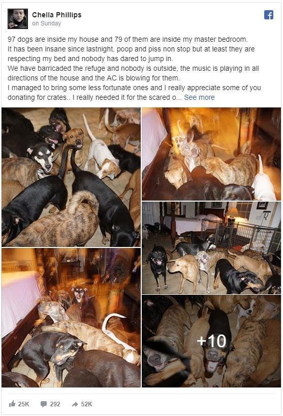 mở cửa cho 97 con chó trú bão Dorian ảnh 1 mo cua cho 97 con cho tru bao Dorian anh 1