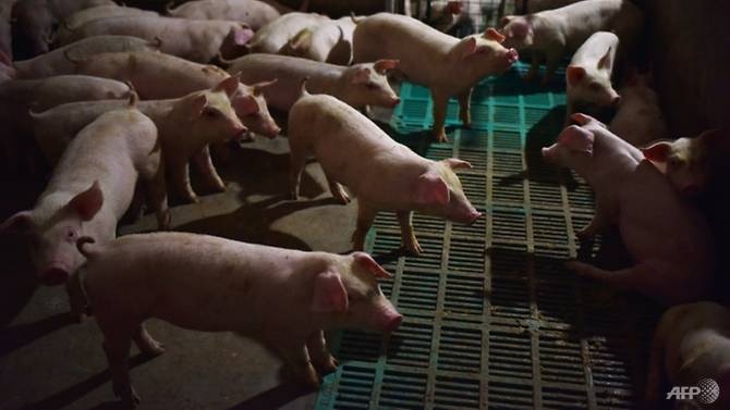 Trung Quốc dùng thịt lợn dự trữ ảnh 2 Trung Quoc dung thit lon du tru anh 2