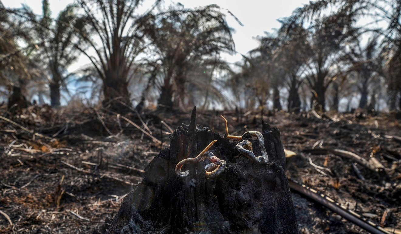 cháy rừng Indonesia Malaysia Singapore ngạt thở ảnh 5 chay rung Indonesia Malaysia Singapore ngat tho anh 5