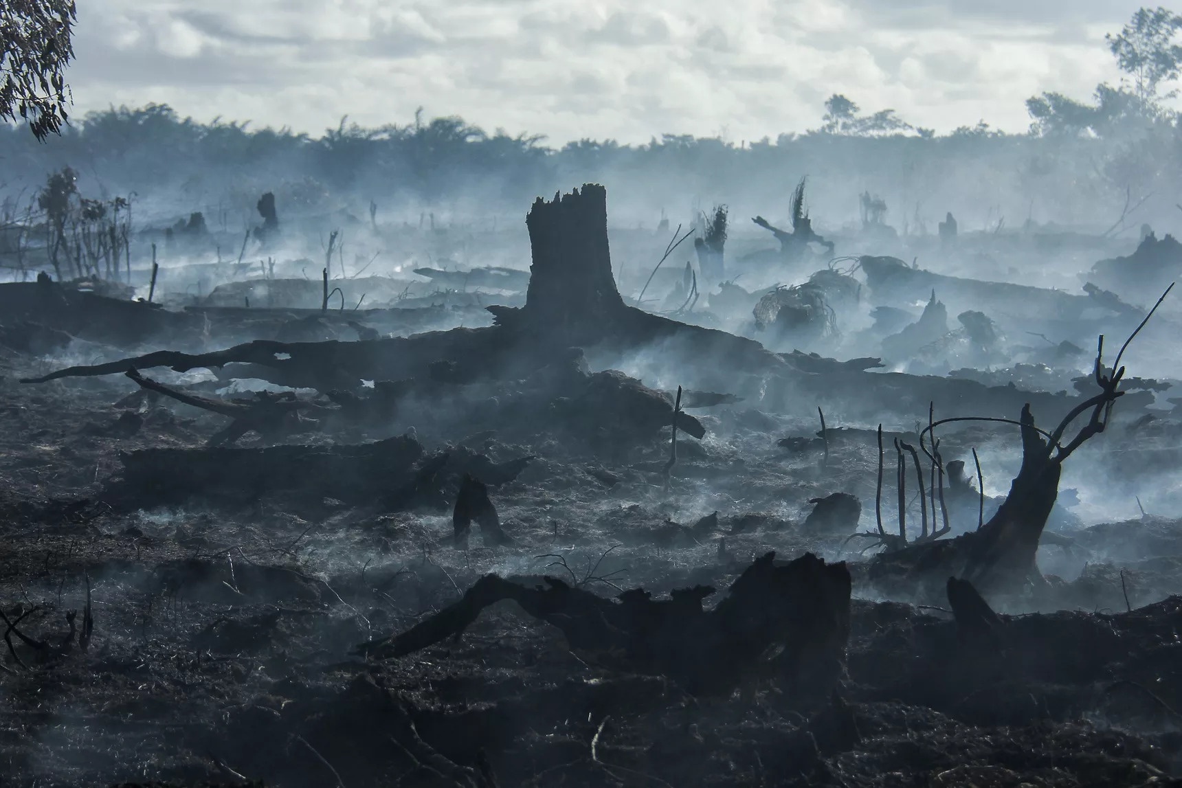 cháy rừng Indonesia Malaysia Singapore ngạt thở ảnh 7 chay rung Indonesia Malaysia Singapore ngat tho anh 7