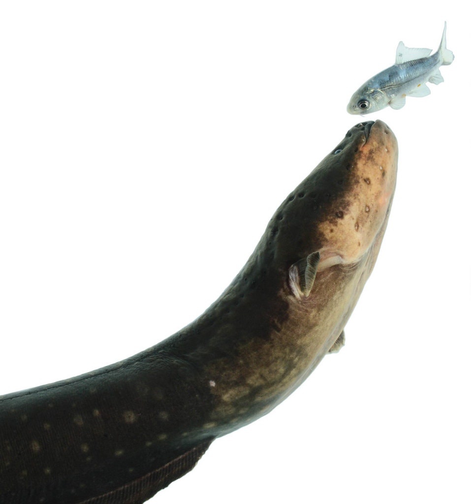 lươn điện làm con mồi đông cứng ảnh 2 luon dien lam con moi dong cung anh 2