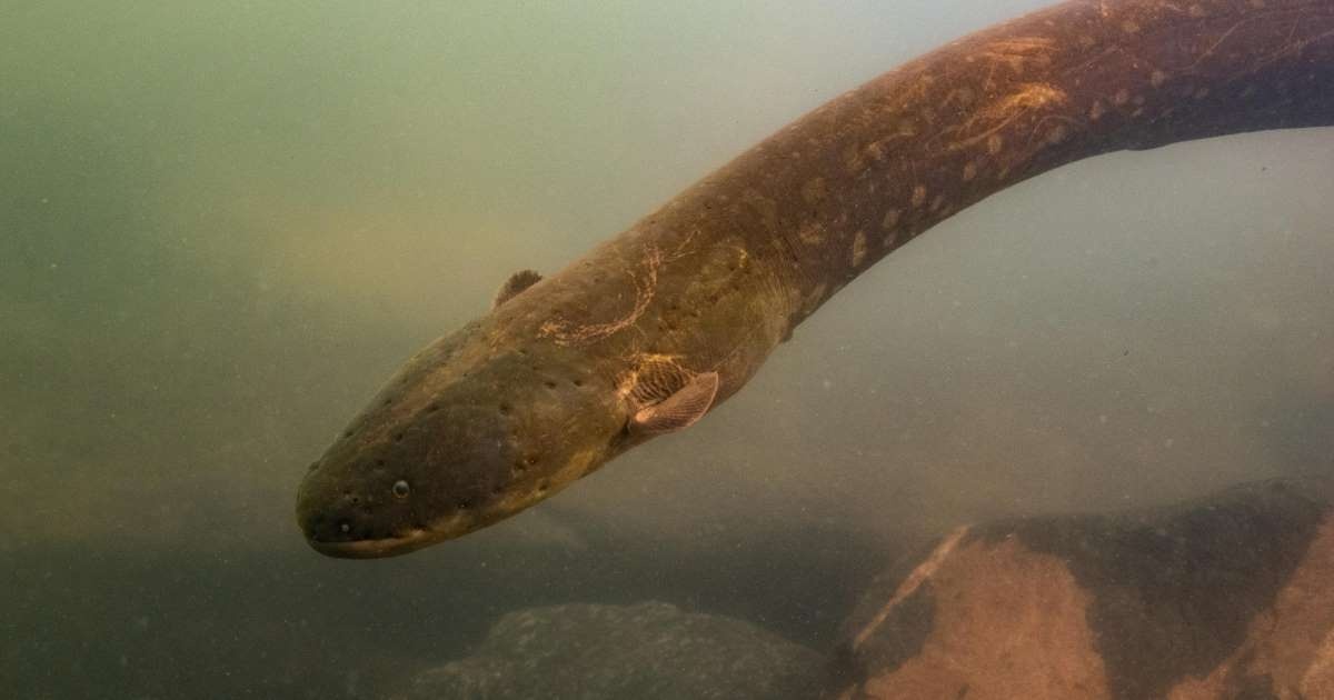 dùng lươn điện làm máy phát điện ảnh 4 dung luon dien lam may phat dien anh 4