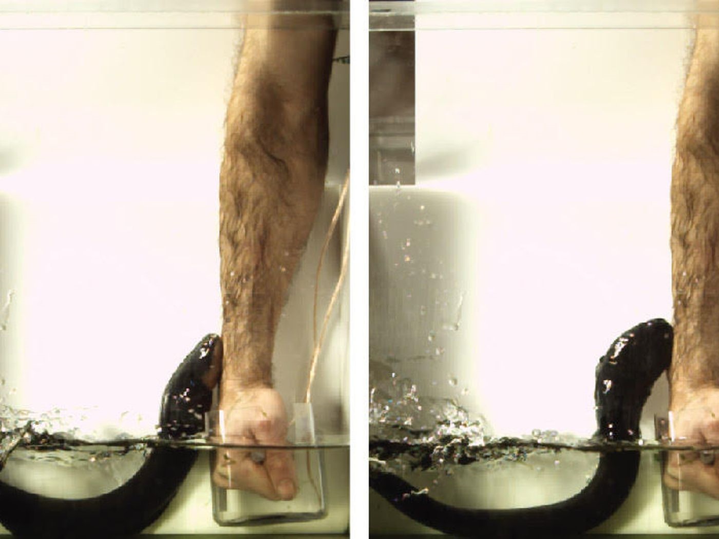 lươn điện làm con mồi đông cứng ảnh 4 luon dien lam con moi dong cung anh 4