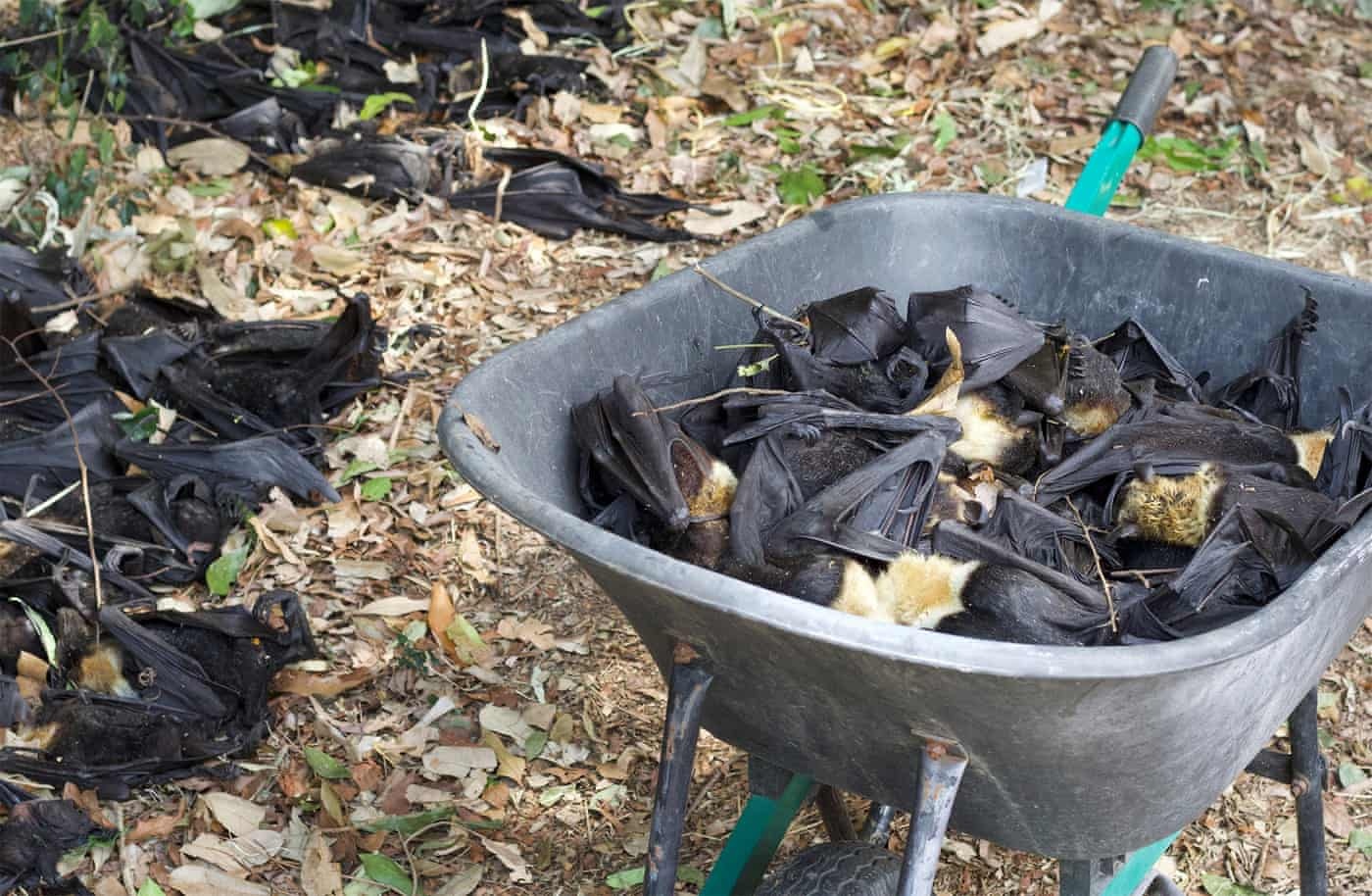 bien doi khi hau Australia anh 10