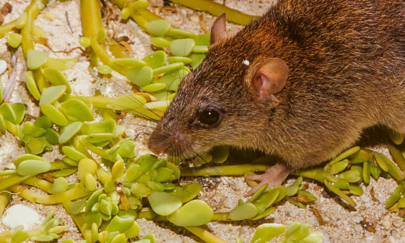 Rung 1.000 nam, dong vat Australia gong minh truoc bien doi khi hau hinh anh