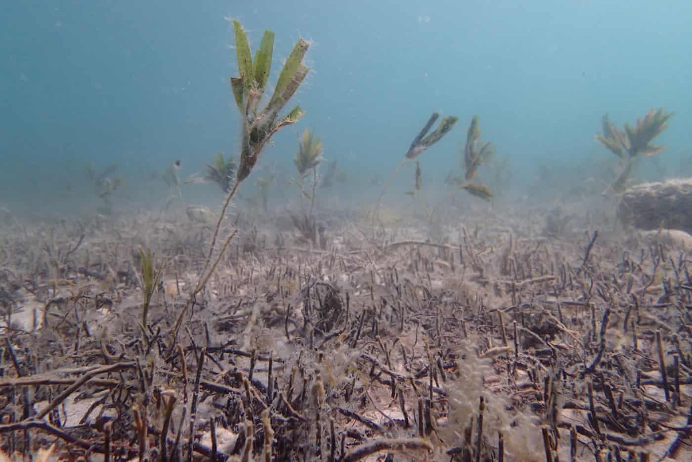 bien doi khi hau Australia anh 14