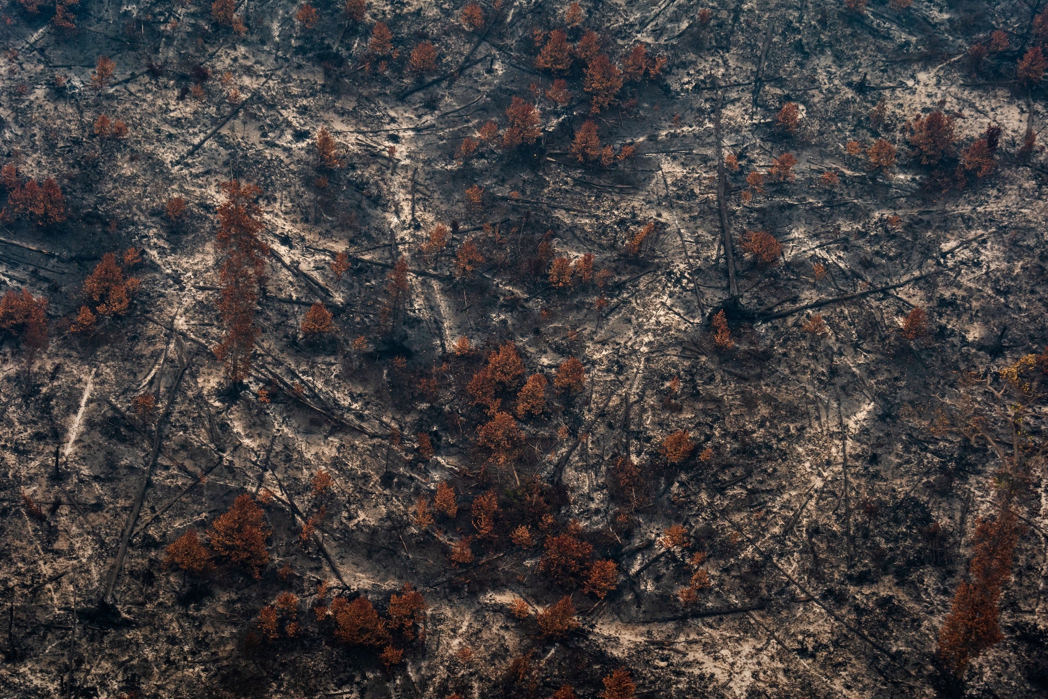 chay rung Indonesia anh 4