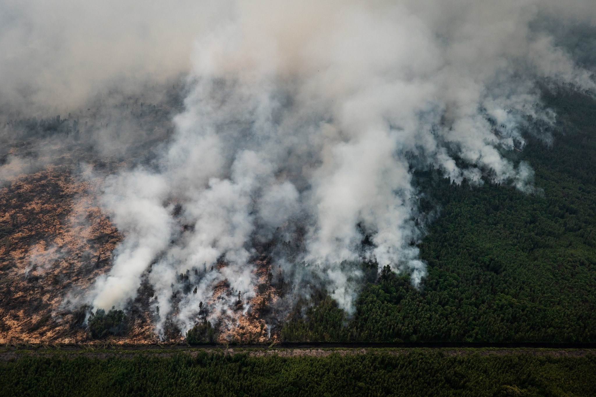 chay rung Indonesia anh 2