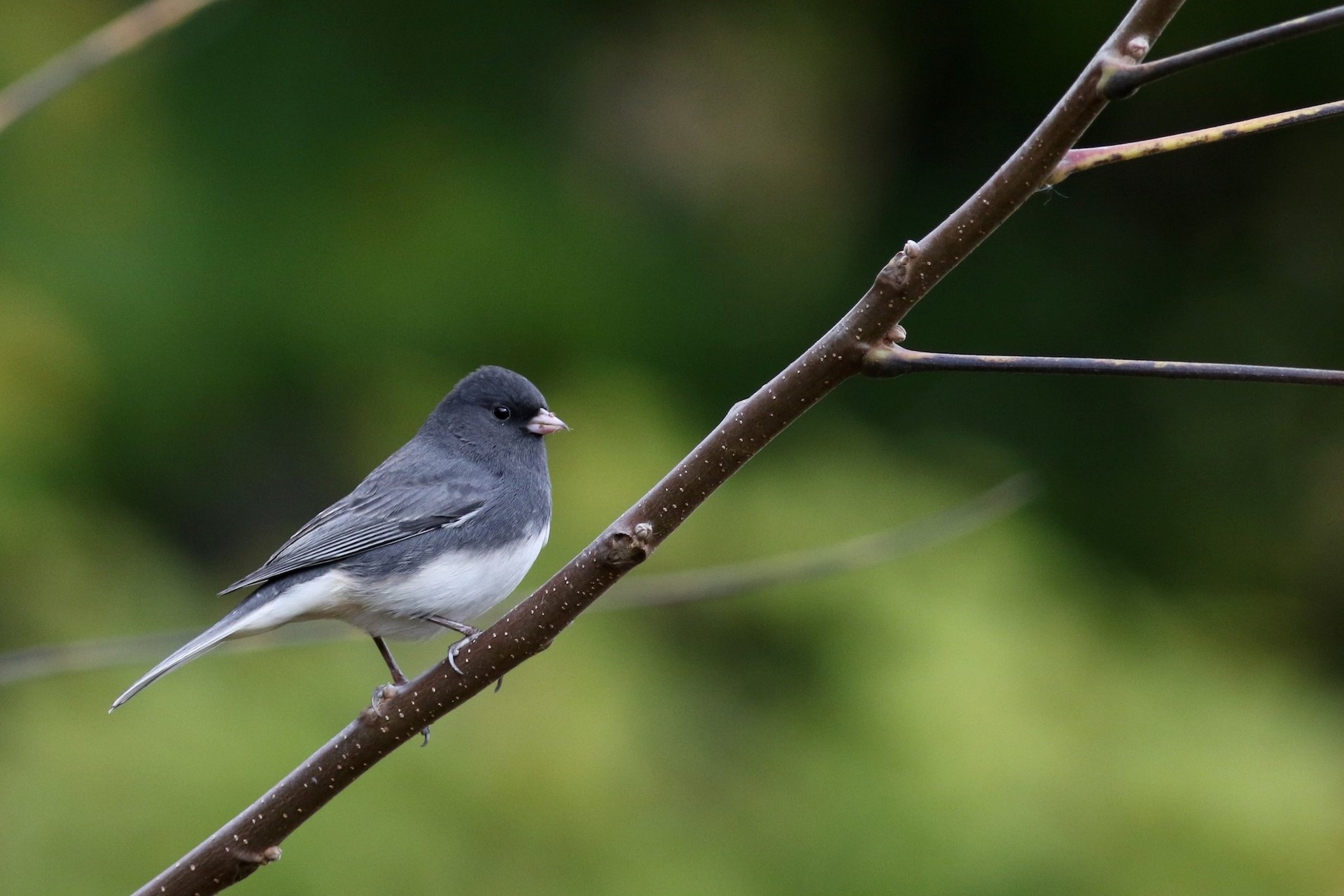 chim bien mat o Bac My anh 2