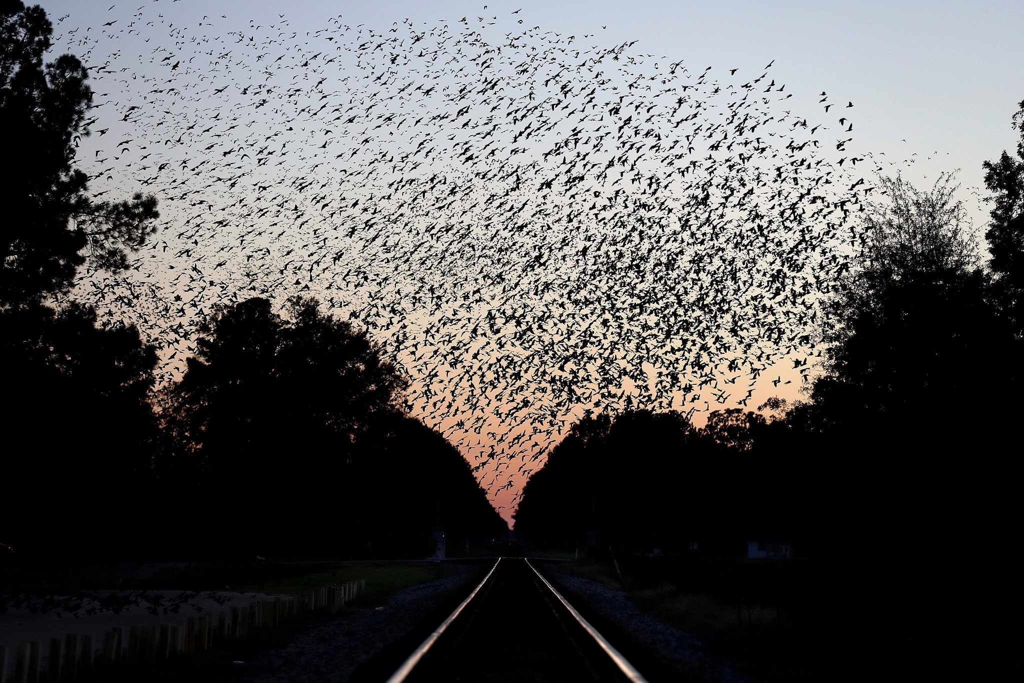 chim bien mat o Bac My anh 1