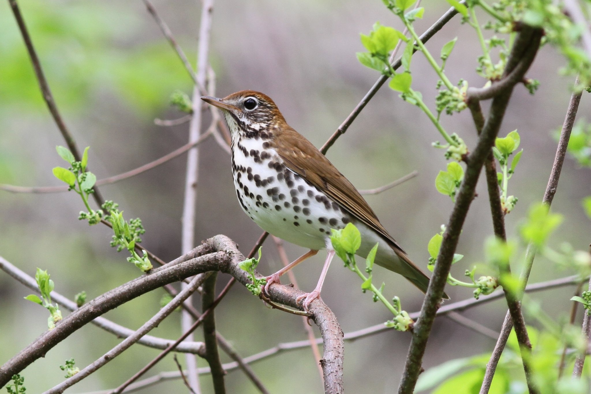 chim bien mat o Bac My anh 5