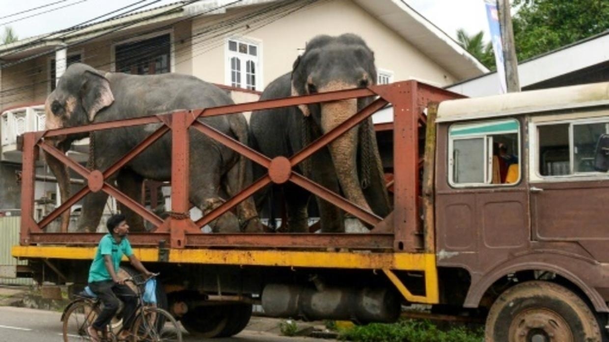 Sri Lanka truy to nguoi cuop voi anh 1