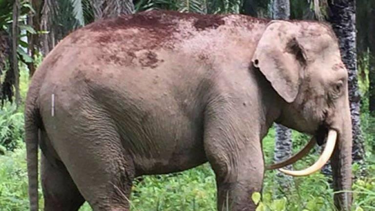 7 con voi trung doc chet bi an lam rung dong Sri Lanka hinh anh