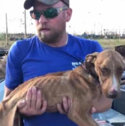 chu cho duoc cuu song o Bahamas anh 1