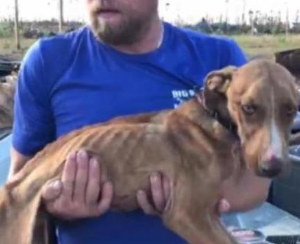 Chu cho da boc xuong song sot 1 thang duoi dong do nat cua bao Dorian hinh anh