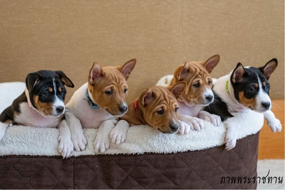 thái lan chào đón chó là cháu nội ảnh 3 thai lan chao don cho la chau noi anh 3