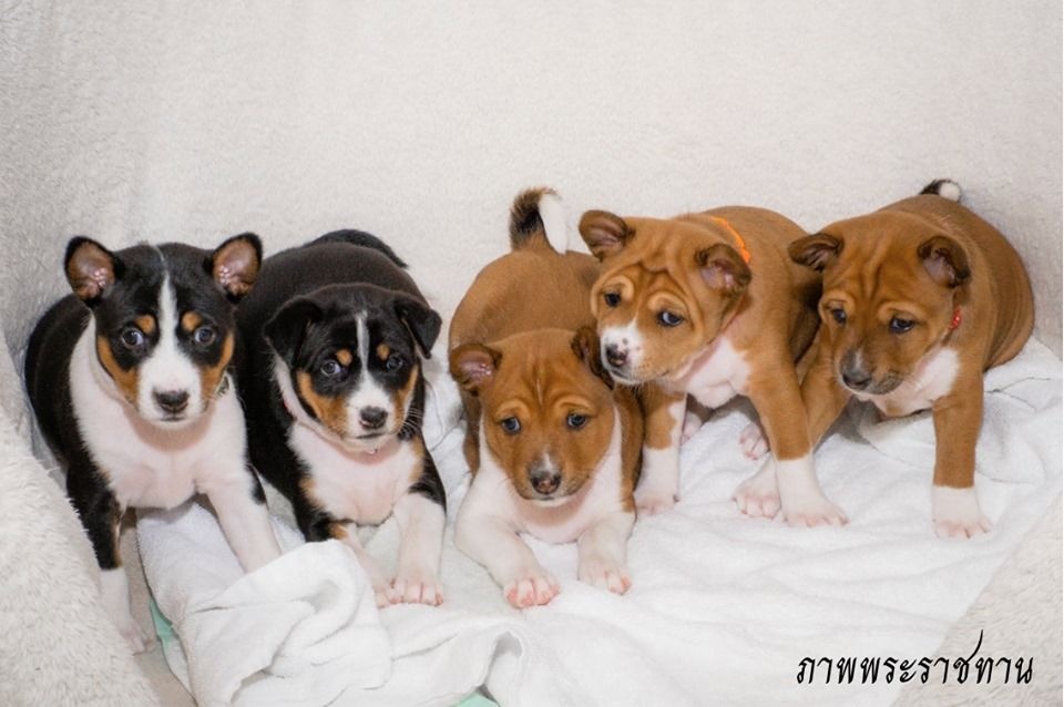 thái lan chào đón chó là cháu nội ảnh 2 thai lan chao don cho la chau noi anh 2