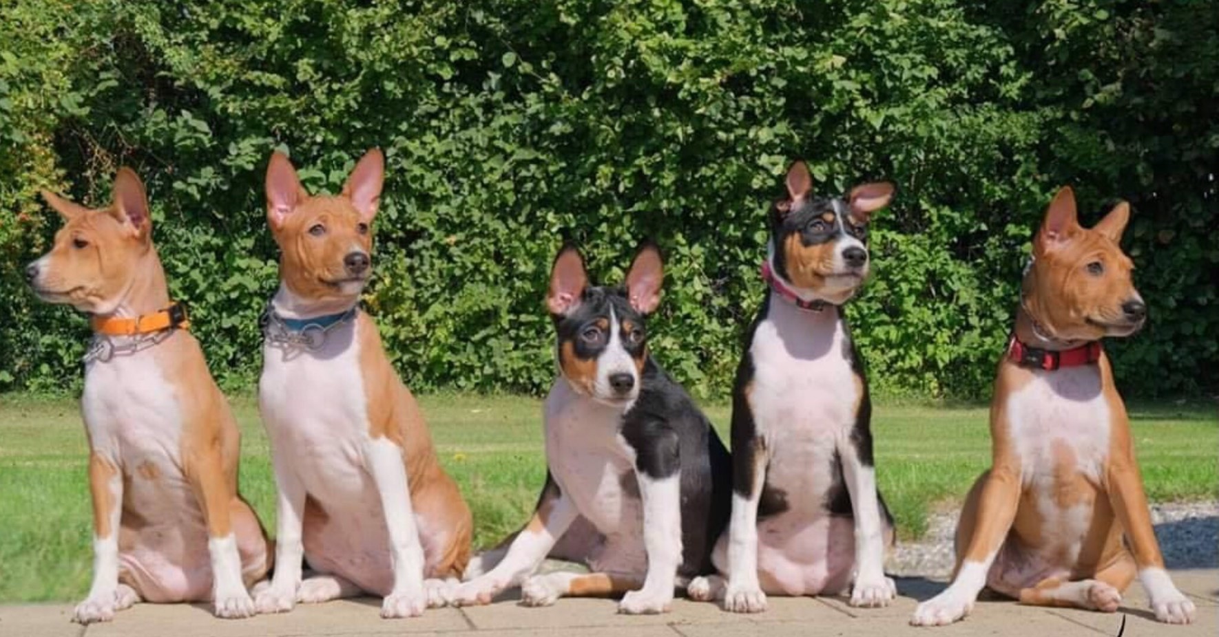 Thai Lan chao don 8 con cho la ‘chau noi’ thu cung cua co quoc vuong hinh anh