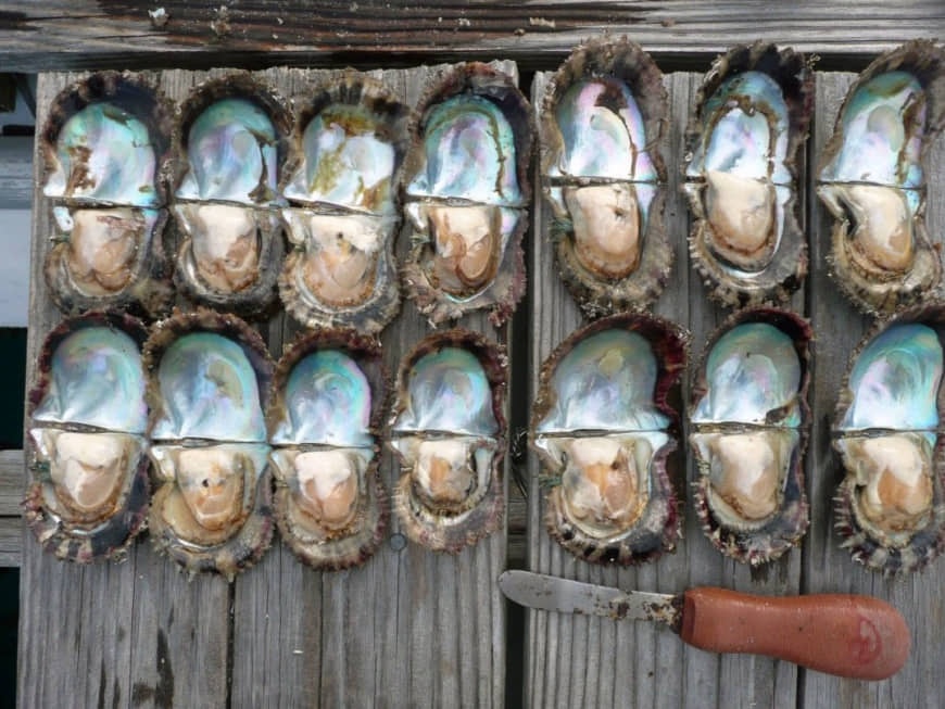 20 trieu con hau chet bi an o Nhat, nganh khai thac ngoc trai chao dao hinh anh