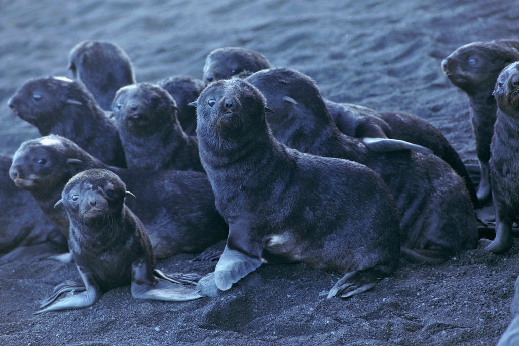 Virus từ Đại Tây Dương gây bệnh ở Thái Bình Dương ảnh 2 Virus tu Dai Tay Duong gay benh o Thai Binh Duong anh 2