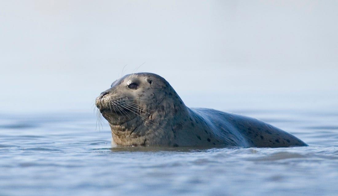 Virus tu Dai Tay Duong gay benh o Thai Binh Duong do bang tan hinh anh