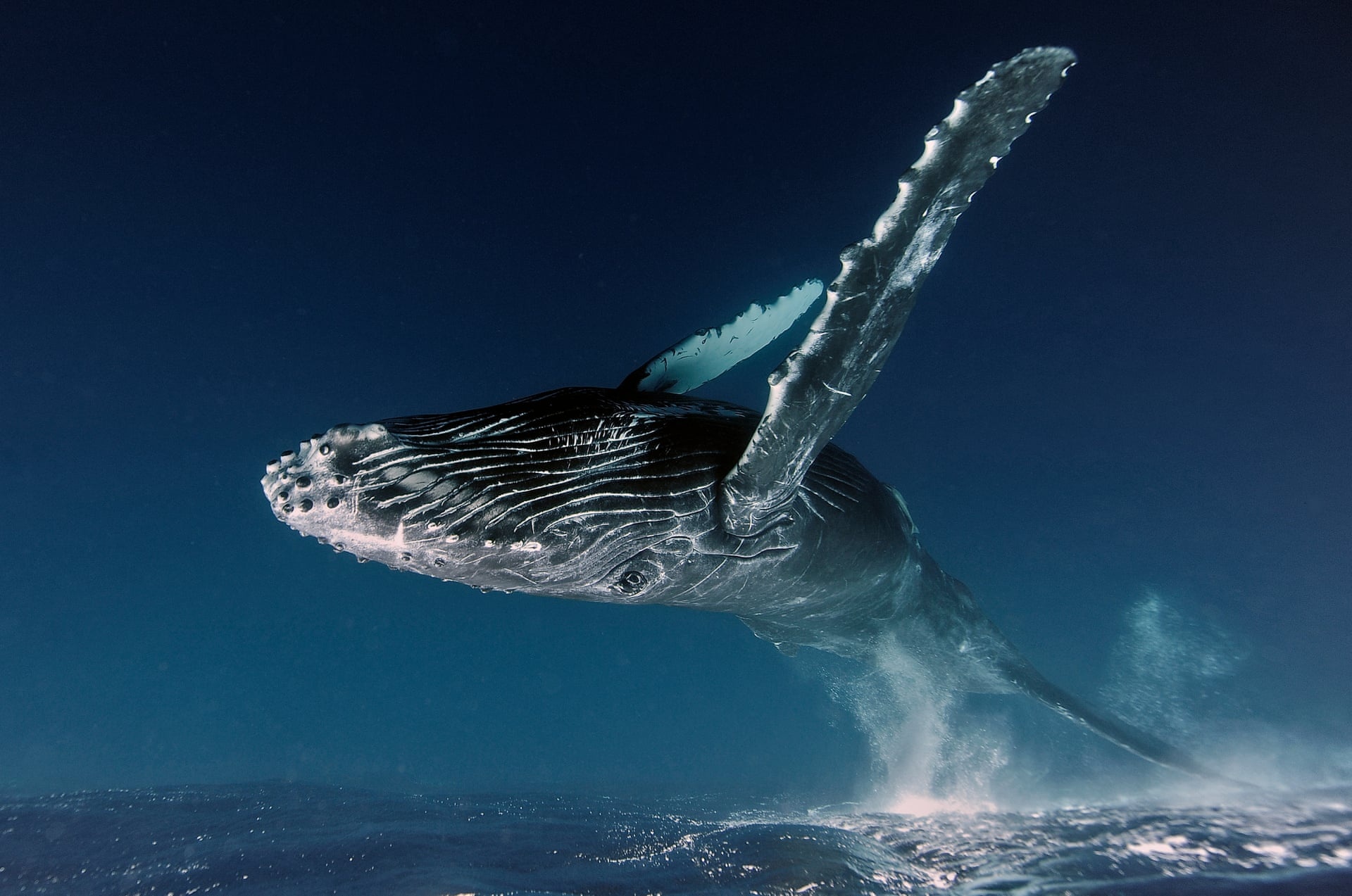 Ca voi 'bay', khi co don lot top anh thien nhien cua nam hinh anh