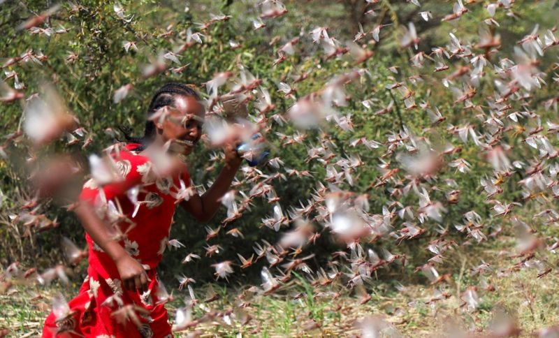 Hang tram trieu con chau chau ‘tan cong’ chau Phi, huy diet mua mang hinh anh