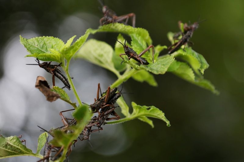 chau chau xam luoc chau phi anh 5