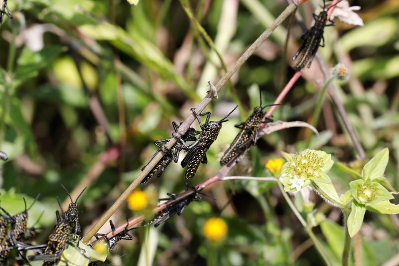 chau chau xam luoc chau phi anh 6