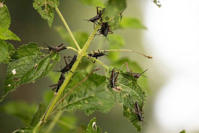chau chau xam luoc chau phi anh 10