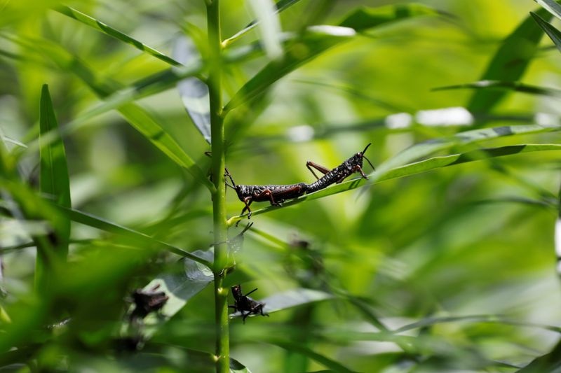 chau chau xam luoc chau phi anh 12