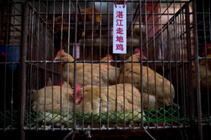 Cho ban do tuoi song - khoi diem dich benh la o Trung Quoc hinh anh