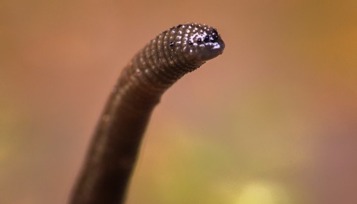 Loai dia nam giu ‘chia khoa’ ngan bung phat virus corona tuong lai hinh anh