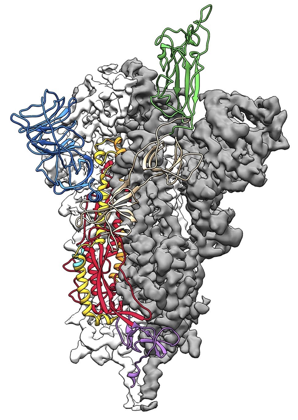 khang virus virus corona anh 1