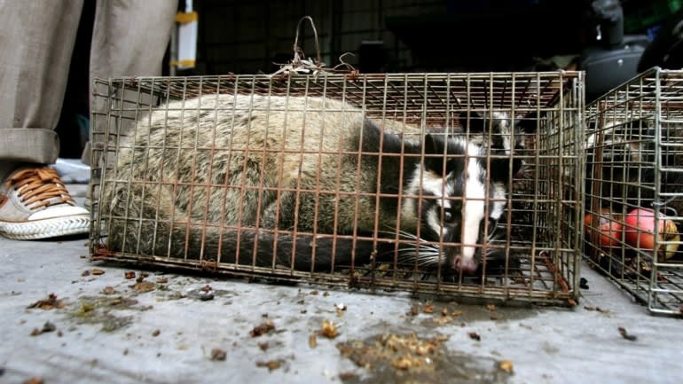 trung quoc cam dong vat hoang da virus corona anh 1