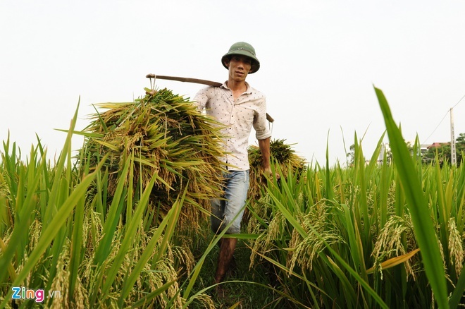 'VN luon quan tam toi an ninh luong thuc cung voi viec xuat khau gao' hinh anh